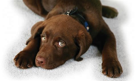 labrador eye clinic|Caring For Labrador Eyes: Common Labrador Eye Problems And .